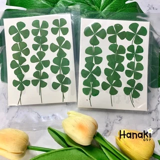 【พร้อมส่ง】ใบโคลเวอร์ (leaf clover) ใบไม้ทับแห้ง ใบไม้แห้ง ใบไม้จริงทับแห้ง