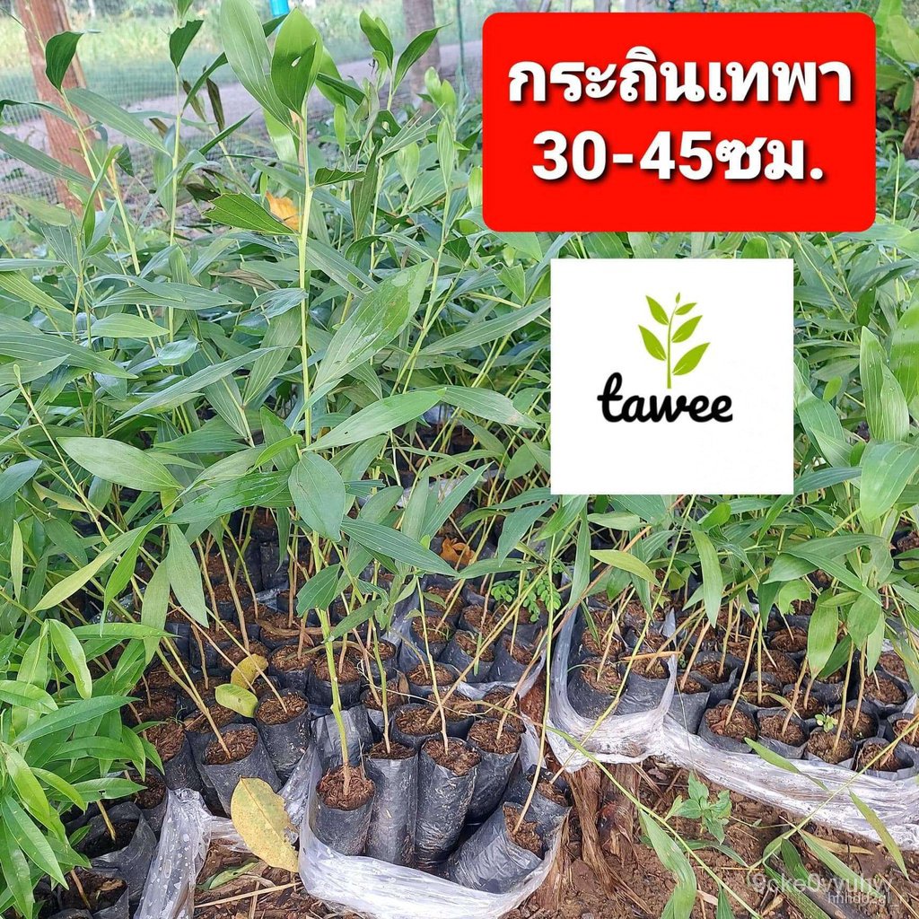 ผลิตภัณฑ์ใหม่ เมล็ดพันธุ์ เมล็ดพันธุ์คุณภาพสูงในสต็อกในประเทศไทย พร้อมส่ง ะให้ความสนใจของคุณต้นกระถินเทพา กระถิ คละ สวนค