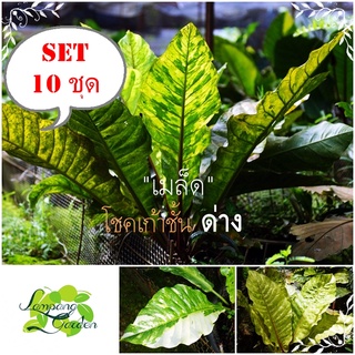 🌱【10 ชุด】เมล็ดโชคเก้าชั้นด่างขาว/เหลือง/เขียว แบบคละต้นแม่ด่าง 10 เมล็ด/ชุด ไม้ใบ ไม้ฟอกอากาศ เมล็ดพันธุ์(ไม่ใช่ต้นพืช)👑