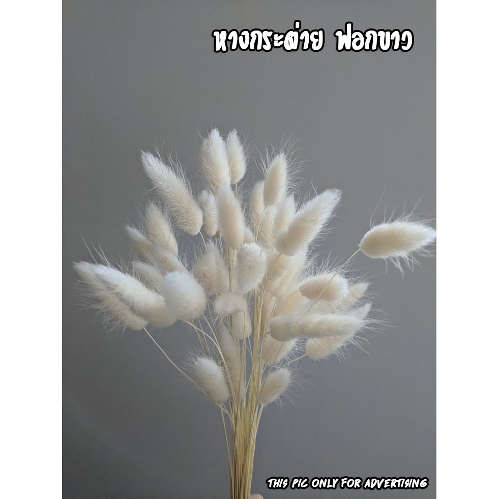 My Image 18