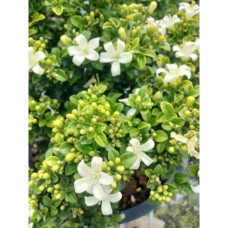 แก้วแคระอินโดไม้มงคล