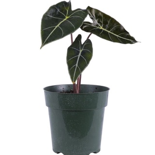 🌱 สตูลดำ บอนดำสตูล อะโลคาเซียแบล็คสตูล (Alocasia Black Satun) ส่งแบบเหง้า