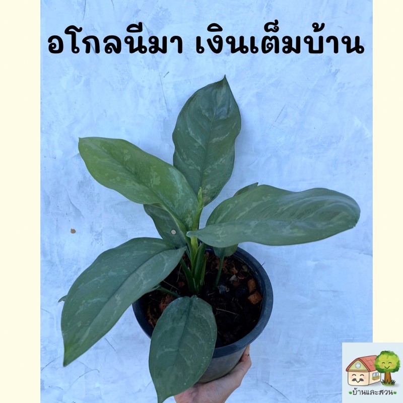 ต้นเงินเต็มบ้าน กระถาง 8 นิ้ว ต้นใหญ่ ใบสวย ส่งพร้อมกระถาง