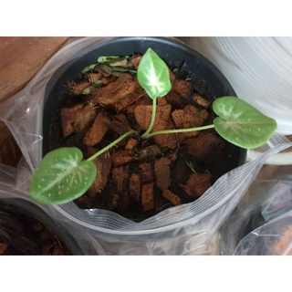 ชายชลเบบี๋_ลุ้นป้าย...