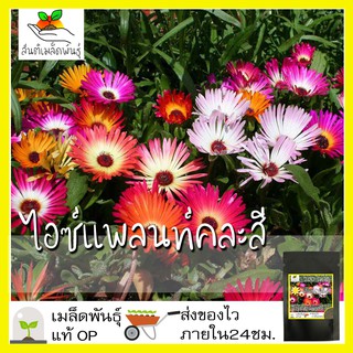 เมล็ดพันธุ์ ไอซ์แพลนท์ คละสี 200 เมล็ด Mesembryanthemem criniflorum Mixed Seed เมล็ดพันธุ์แท้ นำเข้าจากต่างประเทศ100%