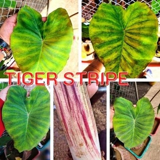 1 ต้น Colocasia Tiger Stripe บอนลายเสือ บอนป่าหายาก ลายต้นสวยชัด ลายใบโดดเด่น ปลูกประดับสวยงาม ส่งแบบตัดใบ