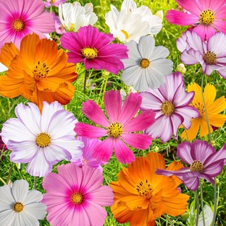 เมล็ดพันธุ์ ดาวกระจายคละสี ดอกคอสมอส (Mixed Cosmos Flower) บรรจุ 200 เมล็ด