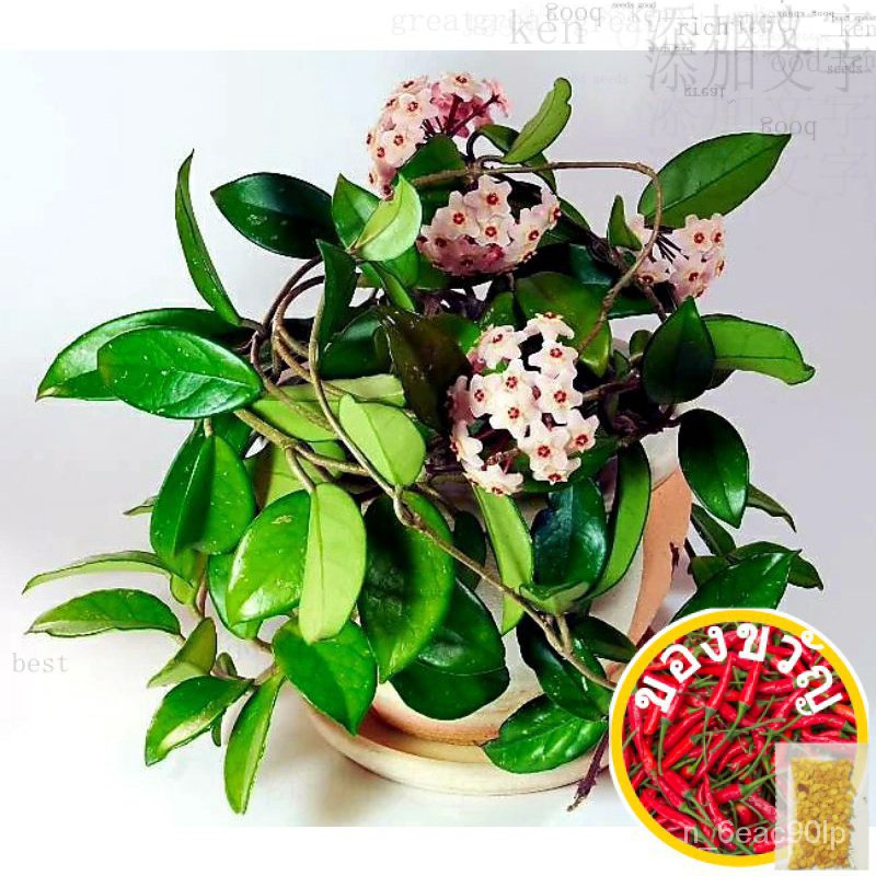 Hoya Carnosa/Wax live plant向日葵/文胸/玫瑰/内裤/手链/帽子/木瓜/园艺/苹果/上衣/ 31V4