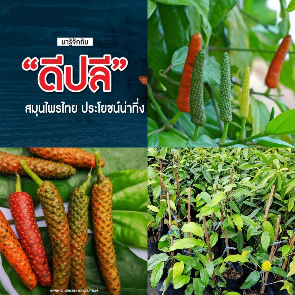 ต้นดีปลี ดีปลี ( long pepper ) ต้นพันธุ์ ต้นสมุนไพรไทย ชำถุงพร้อมติดผล ทนแล้ง ใช้เป็นเครื่องเทศ ประกอบอาหาร มีรสเผ็ด🌶