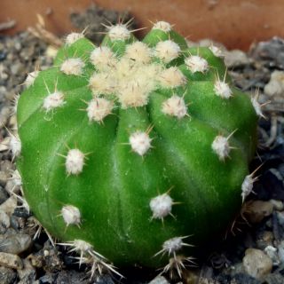 อิชินอบซิส 

Echinopsis