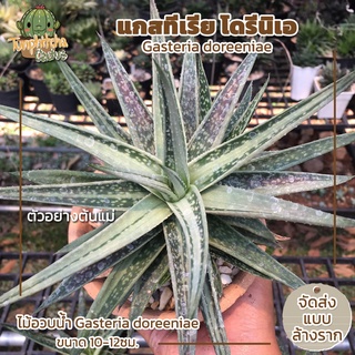 แกสทีเรีย โดรีนิเอ ไม้อวบน้ำ Gasteria doreeniae ขนาด 10-12ซม. (ส่งแบบล้างราก)