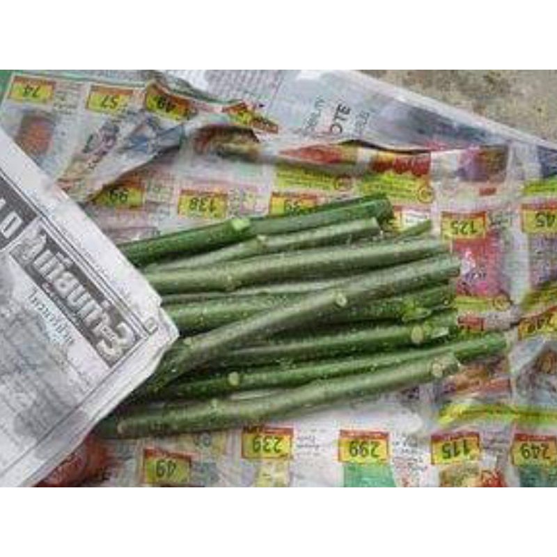 กิ่งพันธุ์คะน้าเม็กซิโก ผักชายา สำหรับปักชำ