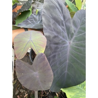 Colocasia Black magic แบล็คเมจิก