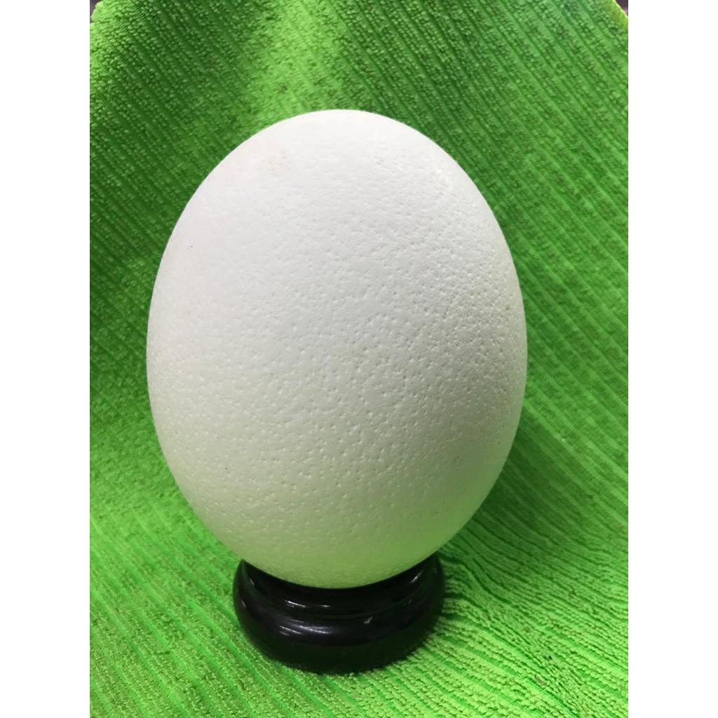 เปลือก OSTRICH EGGS พร้อมขาตั้งไม้