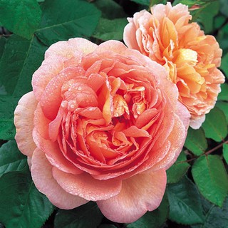 30 เมล็ด เมล็ดพันธุ์ กุหลาบ สีแชมเปญ Champagne Rose Seeds ดอกใหญ่ นำเข้าจากต่างประเทศ พร้อมคู่มือ เมล็ดสด ใหม่