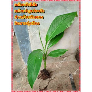 กล้วยบัวส้ม (Flowering banana) เป็นต้นขุดสด จัดส่งขนาดคละไซส์ ขุดตามออเดอร์ จัดส่ง 1-3 วันได้รับสินค้า