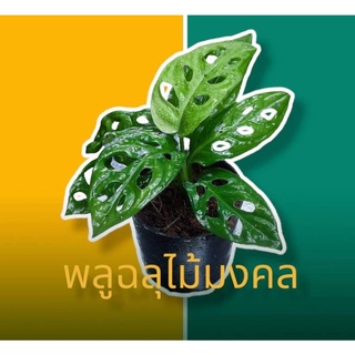 ☘️ พลูฉลุ ☘️ต้นไม้   พูลฉลุ ไม้สวย ไม้แปลก