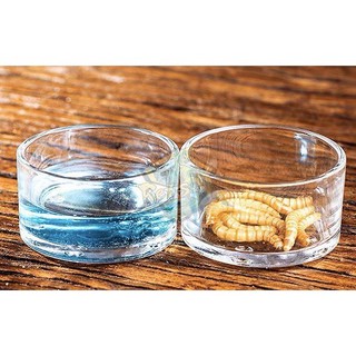 ที่ใส่น้ำ หรือใส่อาหาร สำหรับกิ้งก่าเล็ก Tiny glass dish ReptilesWorld