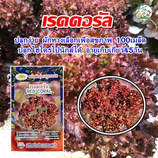 เมล็ดผักสลัด เรดคอรัล RED CORAL ปริมาณ100เมล็ด เมล็ดพันธุ์ผักสลัด เมล็ดพันธุ์ผัก ตราภูเขาทอง