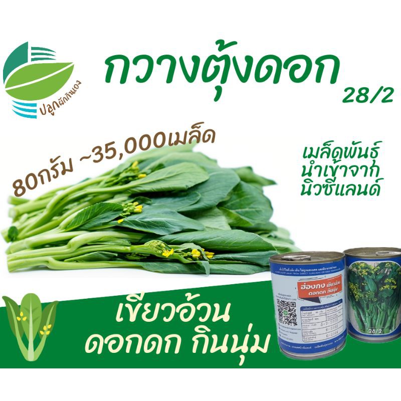 กวางตุ้งดอก กระจ้อน ~35,000 เมล็ด (Flowering​ Pak​ Choy​ )​