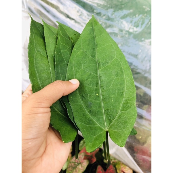 ใบรางจืดเก็บสด(100ใบ)พร้อมส่ง จากธรรมชาติ