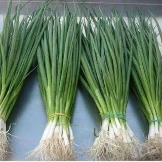 เมล็ดพันธุ์ หอมแบ่ง 150 เมล็ด