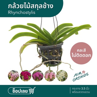 กล้วยไม้สกุลช้าง (Rhynchostylis)  - คละสี รุ่นไม่ติดดอก พร้อมลวดแขวน