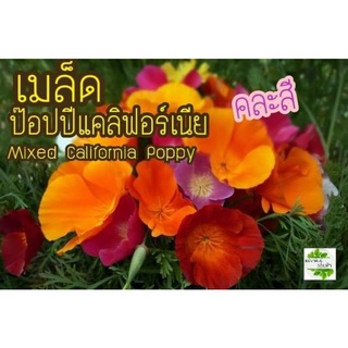 เมล็ดพันธุ์ ดอกป๊อปปี้ แคลิฟอร์เนีย คละสี 150 เมล็ด Mixed California Poppyเมล็ดแท้นำเข้าจากต่างประเทศ