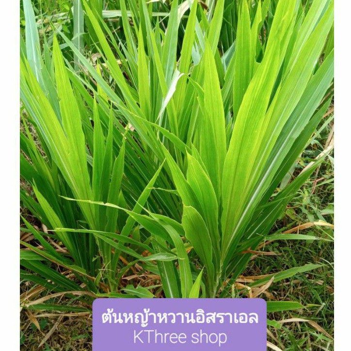 ท่อนพันธุ์หญ้าหวานอิสราเอลปลูกง่ายโตเร็ว จำนวน 20 ท่อน