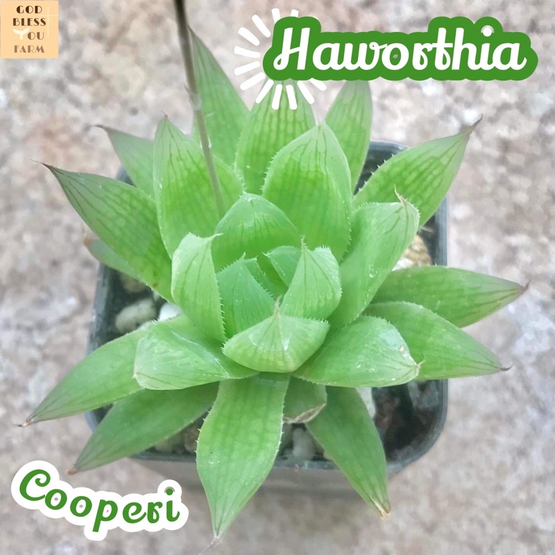 [ฮาโวเทียคูเปอร์อาย] Haworthia Cooperi ส่งพร้อมกระถาง บัวหยก ไม้อวบน้ำ พืชอวบน้ำ ทะเลทราย Cactus Succulent อากาเว่