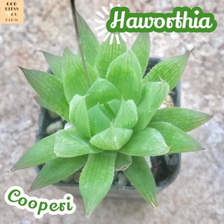 [ฮาโวเทียคูเปอร์อาย] Haworthia Cooperi ส่งพร้อมกระถาง บัวหยก ไม้อวบน้ำ พืชอวบน้ำ ไม้ทะเลทราย Cactus Succulent อากาเว่