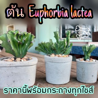 ต้นยูโฟเบียแลคเทีย euphorbia lactea ปลูกง่ายตายยาก ไม้มงคล