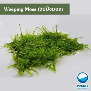วิปปิ้งมอส (Weeping Moss) ต้นไม้น้ำ ***กรุณาอ่านรายละเอียดก่อนสั่งซื้อ***