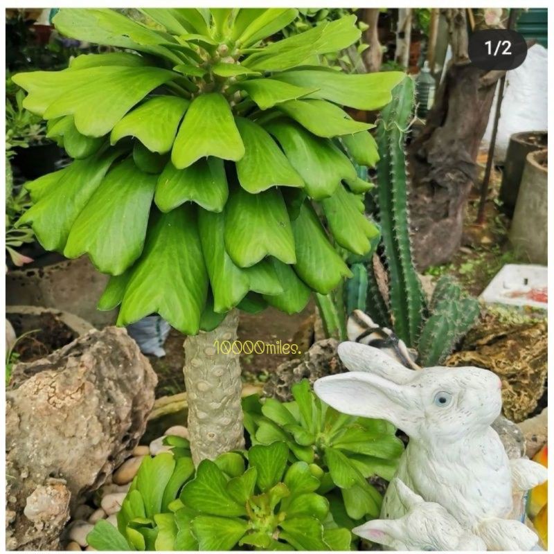 หัวใจนาคราช​ Euphorbia poissonii ต้นไม้อวบน้ำ​🧡ต้นไม้หายาก🧡(ส่งถอดกระถาง)​
