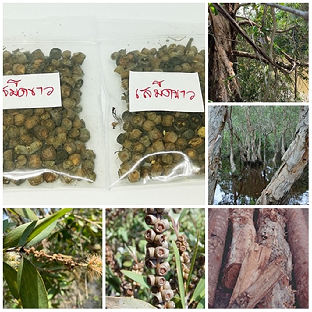 ซื้อ 1 ชุดแถม 1 ชุด เมล็ดพันธุ์เสม็ดขาว Cajuput tree มีชื่ออื่นว่า เม็ด เหม็ด ราชินีไม้ริมทะเล 50 เมล็ดแถม 50 เมล็ด