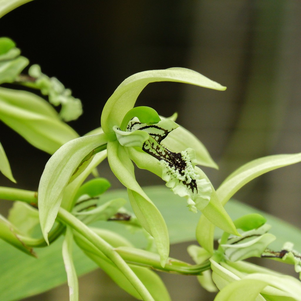 กล้วยไม้ Coelogyne pundurata ไม้ดอกสวยพันธุ์แท้จากอินโดเนเซีย