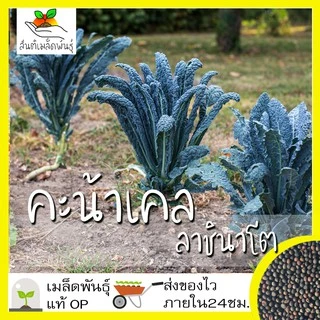 เมล็ดพันธุ์ ชุดคะน้าเคล ขายดีที่สุด ปลูกกินก็ได้ ปลูกขายก็ดี โตไว พร้อมส่ง เคลใบหงิก/เคลลาชินาโต/เคลแดงรัสเซีย/เคลไดโน