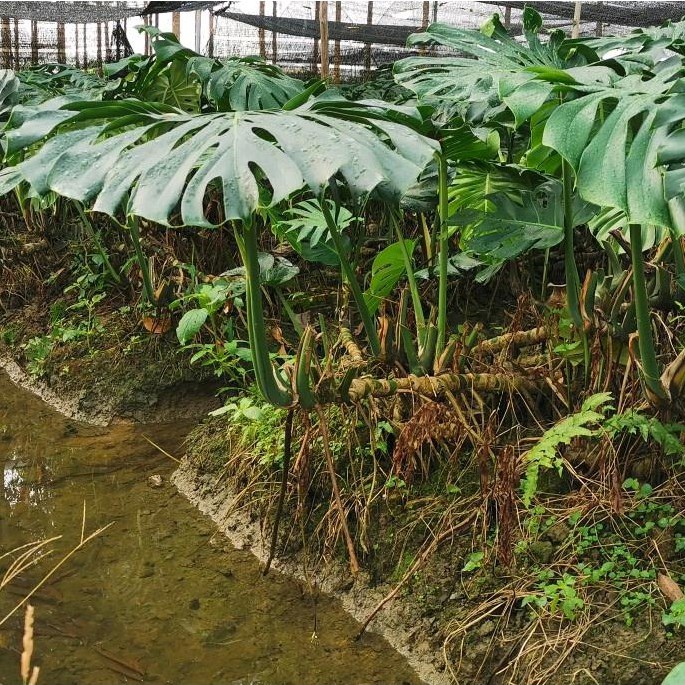 ท่อนพันธุ์​มอนสเตอร่าไจแอ้นท์ 30-50  cm. แม่พันธุ์อายุ 5-7ปี ตกแต่งสวน ตกแต่งบ้าน เลี้ยงไว้ในห้องนอน
