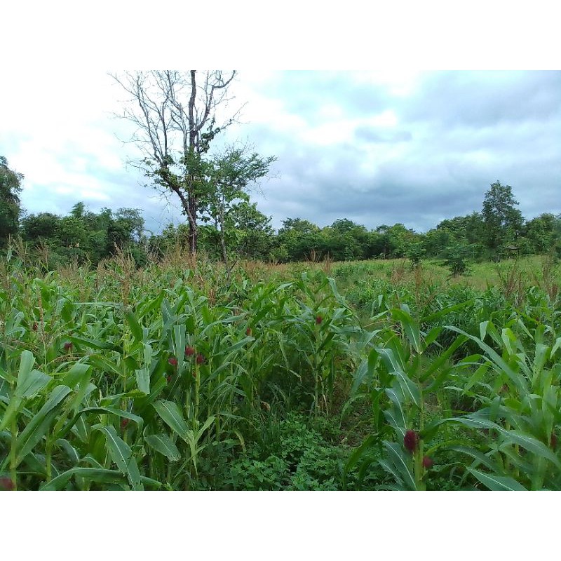 เมล็ดพันธุ์ข้าวโพดเลี้ยงสัตว์เอาไปปลูกเพื่อตัดต้นไปให้สัตว์กินก.กละ50บาท - รูปที่ 3