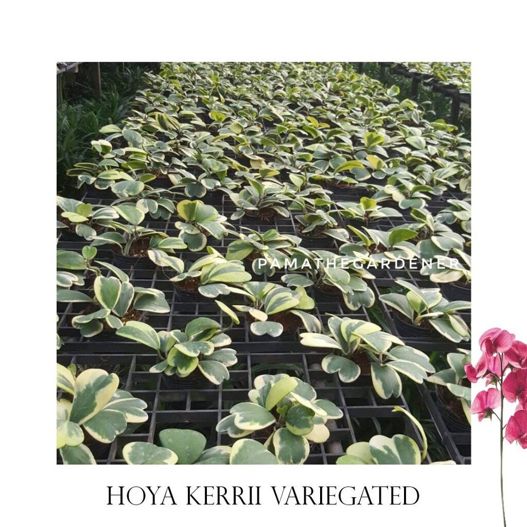 มุมมอง 3