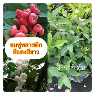 ต้นชมพู่พลาสติกสีขาวสีแดงพร้อมปลูก(กิ่งปักชำขนาด30-50cm)