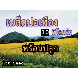 🔰 ปอเทือง เมล็ดปอเทือง 10 กก.เมล็ดใหม่ (รับประกันการงอก)💯