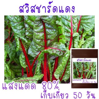 25 เมล็ด เมล็ดพันธุ์ สวิสชาร์ดสีแดง Ruby Red​ Swiss Chard สวิสชาร์ด