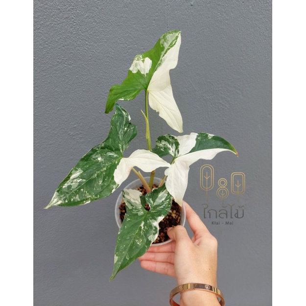 🇳🇱พร้อมส่ง🇳🇱 Syngonium White Knight Albo (เงินไหลมาด่างขาวฮอลแลนด์)🍀 ด่างสวยๆ