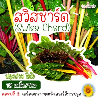 เมล็ดพันธุ์สวิทชาร์ด 10เมล็ด อัตราการงอก95% ปลูกง่าย โตไว (แถมฟรี เมล็ดผักทุกออเดอร์)