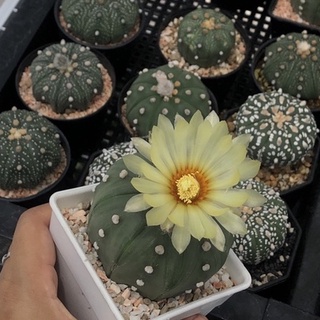 แคคตัส กระบองเพชร ราคาถูก แอสโตร แอสทีเรียส Cactus Astrophytum asterias