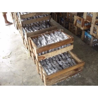 เชื้อเห็ดฟาง อีแปะอีหยิบ ขั้นต่ำ 10 ถุง(พร้อมจัดส่ง)