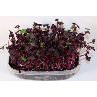 เมล็ด Red Radish Micro green / เมล็ดไมโครกรีน 3 กรัม