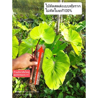 โมจิโต้ รีเวิร์ส (ตัดสด) Colocasia esculenta Mojito Reverse