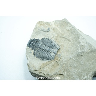 [อายุกว่า 505 ล้านปี!!!] #72 ฟอสซิล ไทรโลไบต์ Elrathia Kingi Trilobite ของแท้ ขนาดเล็ก บน Matrix จาก USA